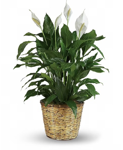12in peace lily  