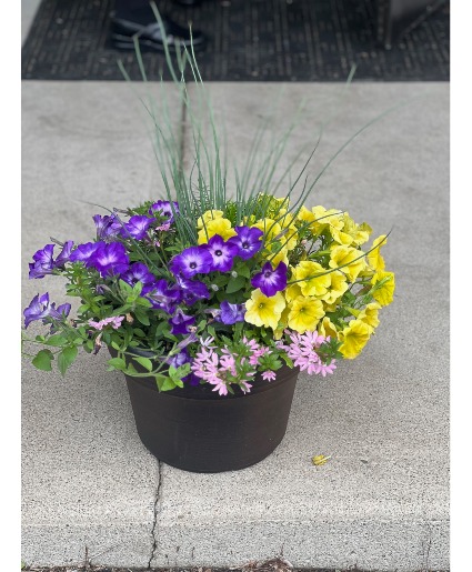 13" Annual Patio Pot (Limited Quantities)  