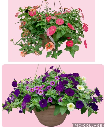 12" Premium Hanging Basket With Bow and Butterfly Outdoor Plant