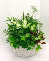 Large Dish Garden Mixed Green Plants