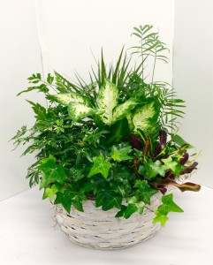 Large Dish Garden Mixed Green Plants