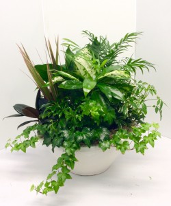 Ceramic Dish Garden Green Plants
