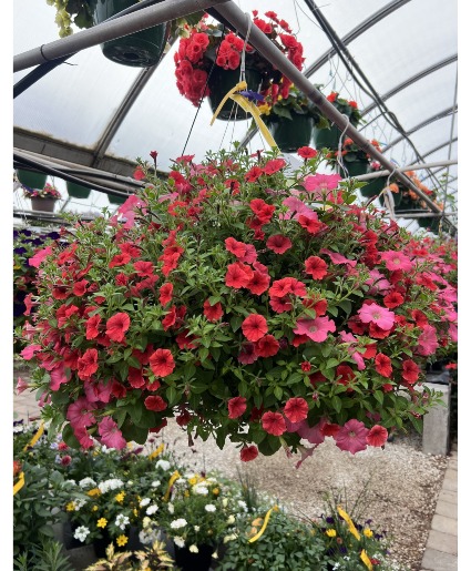 14" Designer Choice Sun Loving  Annual Hanging Basket