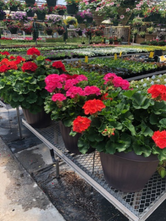 Large Geranium Outdoor plant