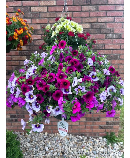16" Hanging Plant in Moss Lined Planter Mothers day 