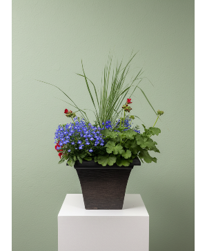 14 In Combo Pot   Plant