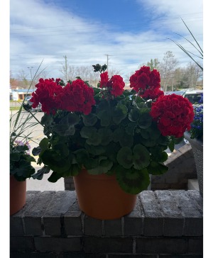 14 In Geranium  PLANT 