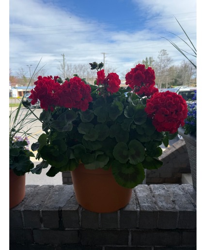 14 In Geranium  PLANT 