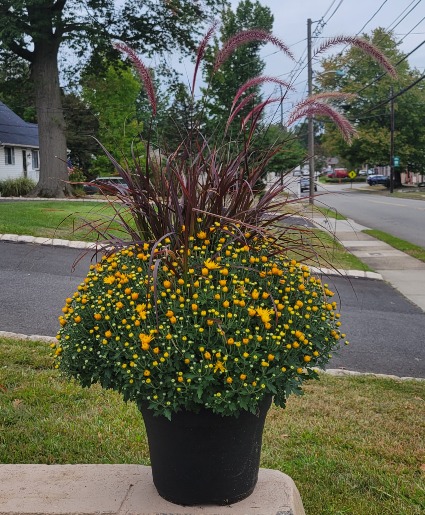 14" Potted Mums W/ Grass 