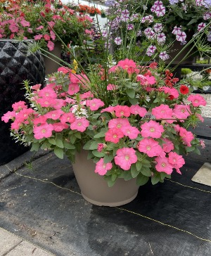 14" Sun Loving Annual Patio Pot