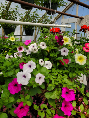 16" Combination Hanging Basket 16" Wired Moss Basket