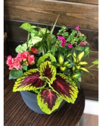 ARRIVING MAY 2ND 16" Outdoor Patio Pot in Coshocton, OH | Haley's Floral Studio