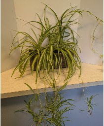 17" Spider Plant in metal container NFS-P150