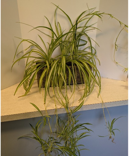 17" Spider Plant in metal container NFS-P150