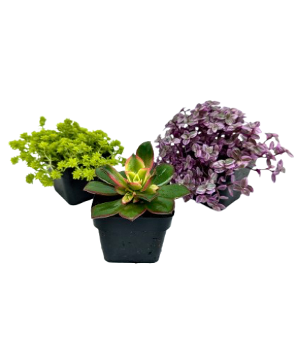 2.5" Assorted Succulents 