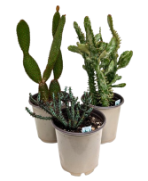 2.5 Quart Assorted Cactus  