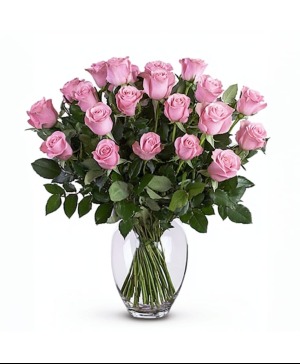  Pink Roses Roses