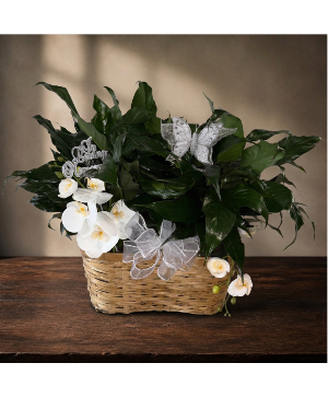 2 Peace Lilies DOUBLE BAMBOO BASKET FAUX ORCHIDS