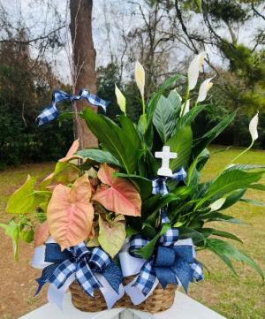 2 Plant Basket with Bow 