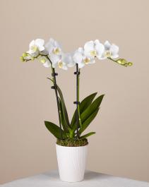 Double Stem Orchid Plant