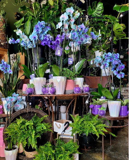 Gem Stone Phalaenopsis In Ceramic Pot 