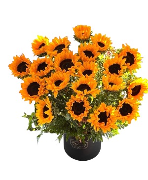 20 sunflower  