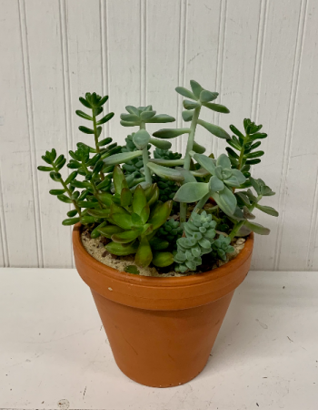 Succulents in Terra Cotta 