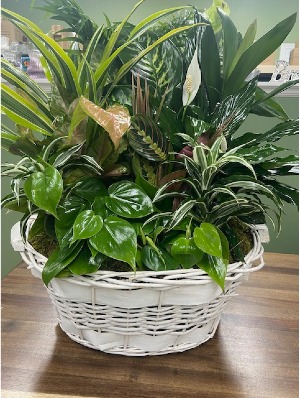 24" Laundry Basket Garden 