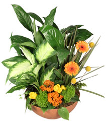 Botanical Garden Plants & Fresh Flowers