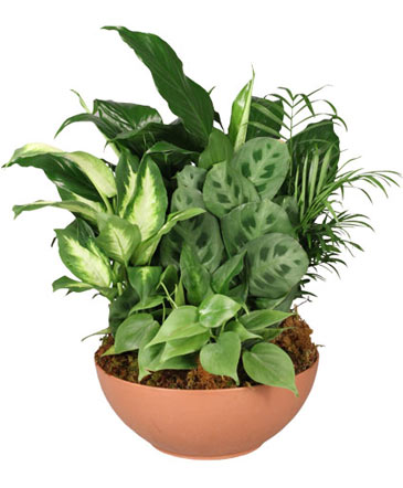 Gift of Green Dish Garden of Plants in Klamath Falls, OR | Yarrow in Bloom