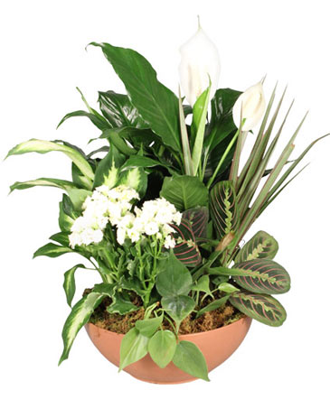 Blooming Dish Garden Green & Blooming Plants in Slaughters, KY | Elmwood Boutique & Florist