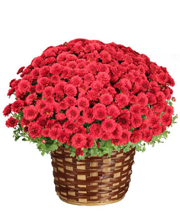 FLOWERING MUM PLANT Blooming Potted Plant in Elberton, GA | The Petal Pushers Florist