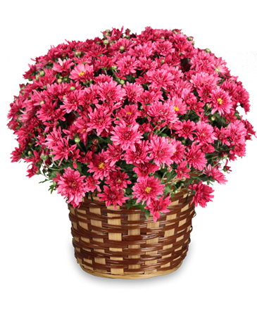 DAISY MUM BASKET Blooming Plant