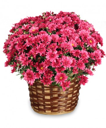 DAISY MUM BASKET Blooming Plant in Cassville, MO | CAREY'S CASSVILLE FLORIST