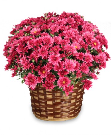 DAISY MUM BASKET Blooming Plant
