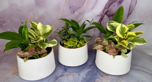 assorted plants in a white ceramic pot Planter