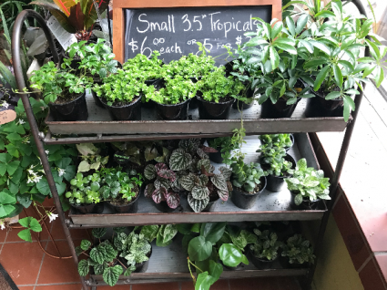 3.5" Assortment of plants 3.5" Assortment of plants 