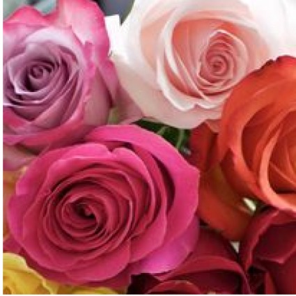 3, 6 or 12 Month Rose Subscriptions  Free Delivery with subscriptions 