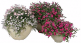 (3) Combo Pots Request Sun or Shade Pots