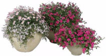 (3) Combo Pots Request Sun or Shade Pots