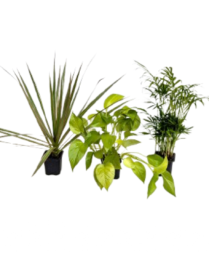 3" Houseplants 