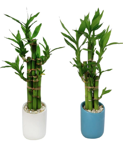 3 inch Lucky Bamboo 