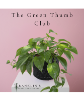 The Green Thumb Club Monthly Plant Subscription