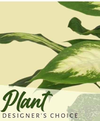 3 MONTH PLANT SUBSCRIPTION PLAN SUBSCRIPTION PLAN