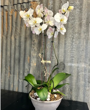  Multi Orchid Plant 