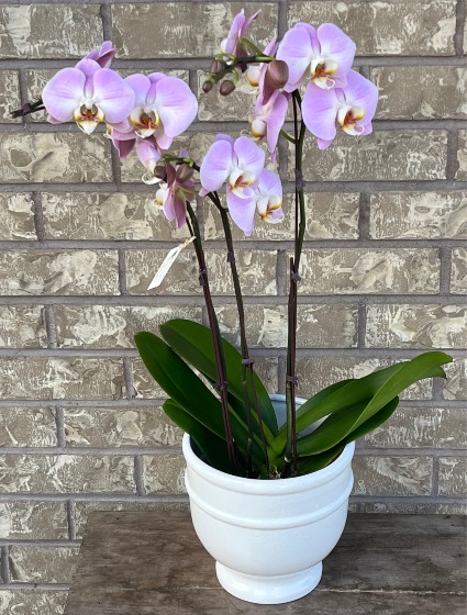 3 STEM PHALAENOPSIS ORCHID Indoor Plant