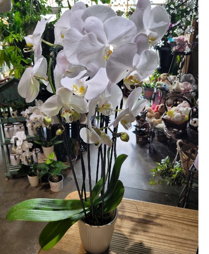 White Orchid Plants 