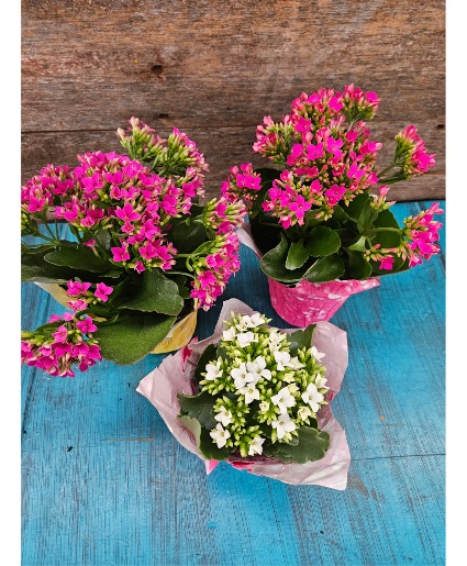 4.5" kalanchoe  Plant