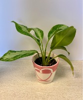 4" Aglaomema Silver Plant NFS-P93