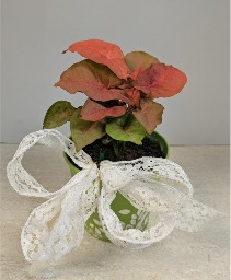 4" Nephthytis Plant NFS-P93